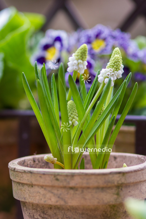 Muscari botryoides 'Album' - Baby's breath (104122)