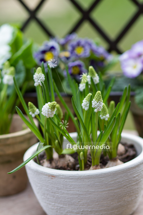 Muscari botryoides 'Album' - Baby's breath (104123)
