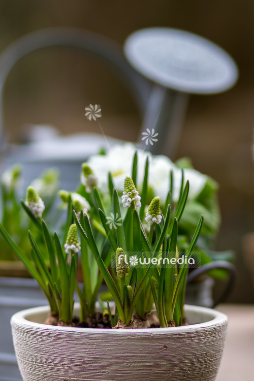 Muscari botryoides 'Album' - Baby's breath (104125)