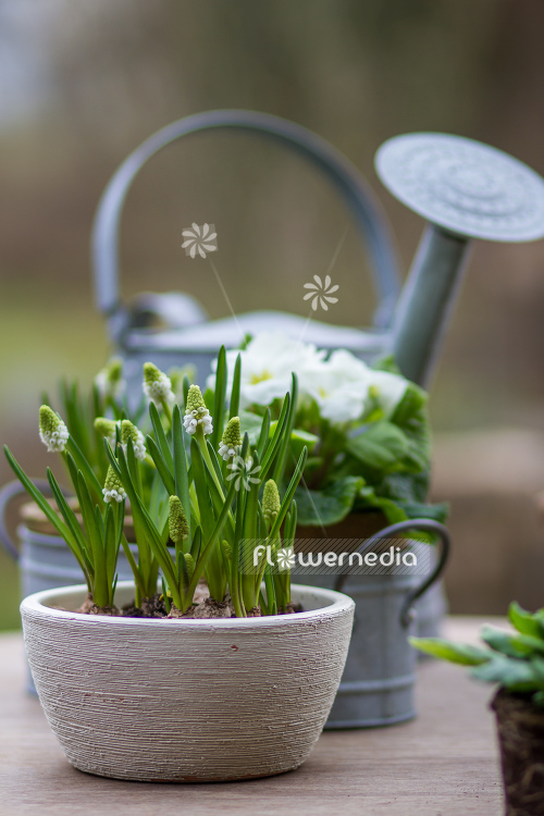 Muscari botryoides 'Album' - Baby's breath (105523)