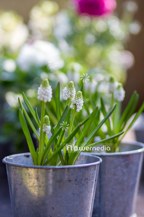 Muscari botryoides 'Album' - Baby's breath (105524)