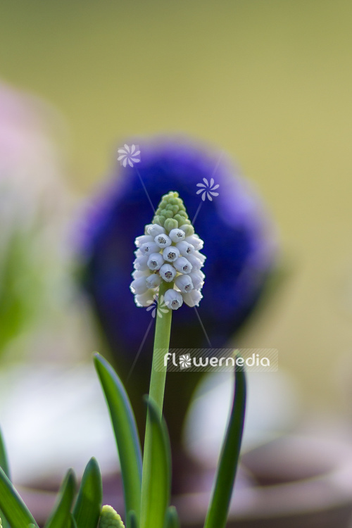 Muscari botryoides 'Album' - Baby's breath (105525)