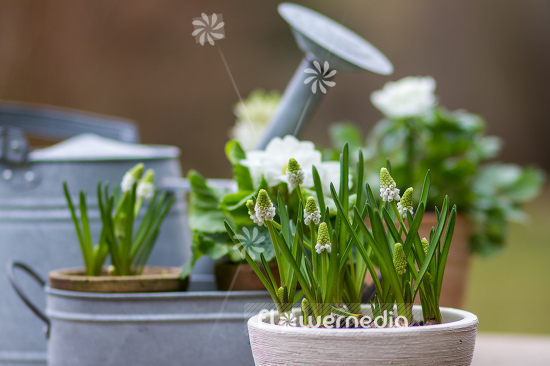Muscari botryoides 'Album' - Baby's breath (105527)