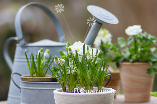 Muscari botryoides 'Album' - Baby's breath (105528)