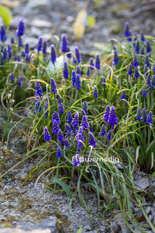 Muscari pyramidale - Grape hyacinth (104128)