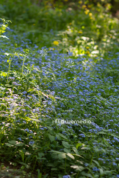 Myosotis sylvatica - Wood forget-me-not (104129)