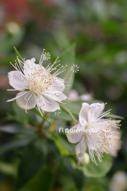 Myrtus communis - Common myrtle (104133)