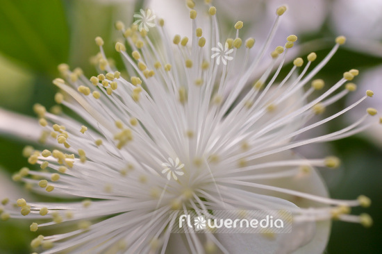 Myrtus communis - Common myrtle (104134)