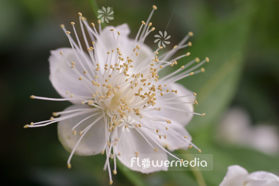 Myrtus communis - Common myrtle (104135)