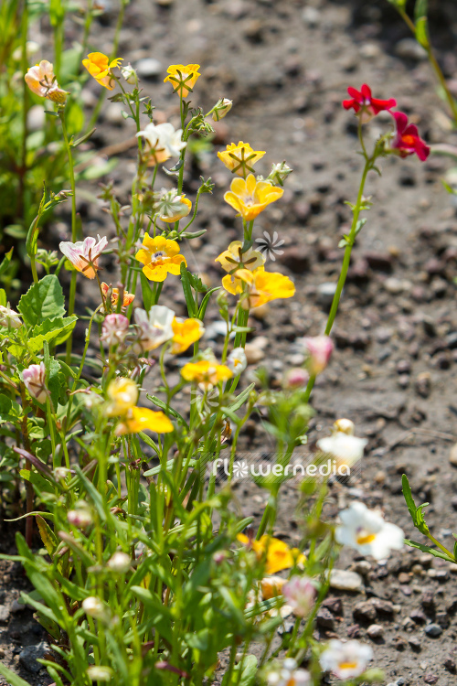 Nemesia strumbosa (111001)