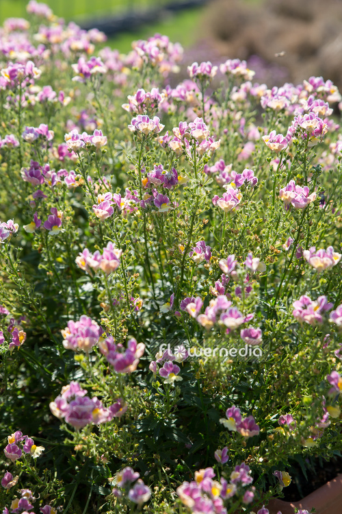 Nemesia strumbosa 'Nesia Banana Swirl' (111005)