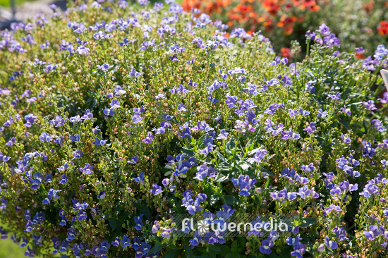Nemesia strumbosa 'Sunpeddle Blue Rose Bicolor' (111010)