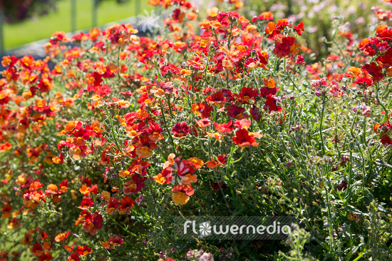 Nemesia strumbosa 'Sunsatia Plus Blood Orange' (111013)