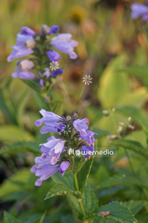 Nepeta subsessilis - Catmint (104144)