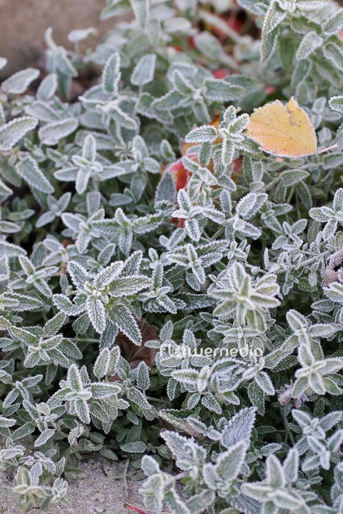 Nepeta x faassenii - Garden catmint (104145)
