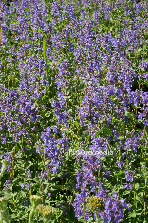 Nepeta x faassenii - Garden catmint (104146)