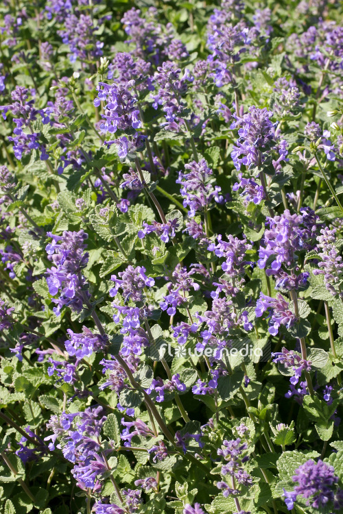 Nepeta x faassenii - Garden catmint (104148)