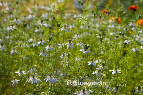 Nigella arvensis - Wild fennel (108039)
