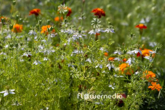 Nigella arvensis - Wild fennel (108040)