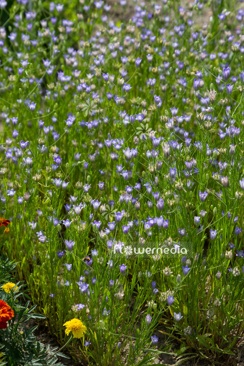 Nigella integrifolia - Fennel flower (108057)