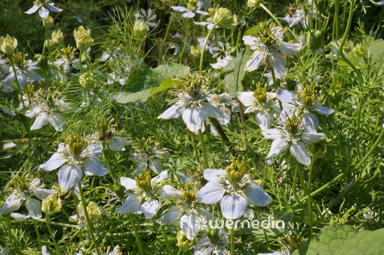 Nigella sativa - Black cumin (104152)