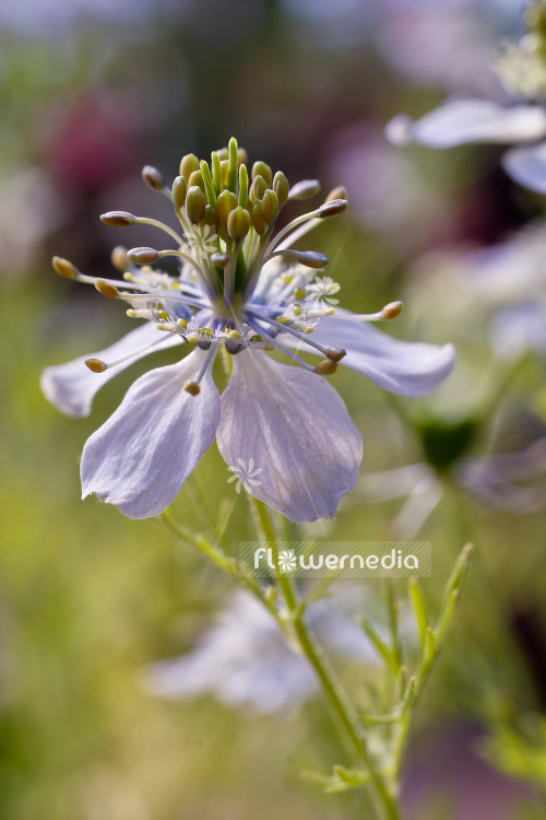 Nigella sativa - Black cumin (105531)