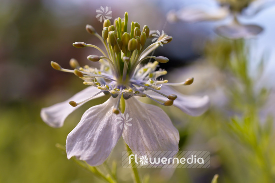 Nigella sativa - Black cumin (105532)