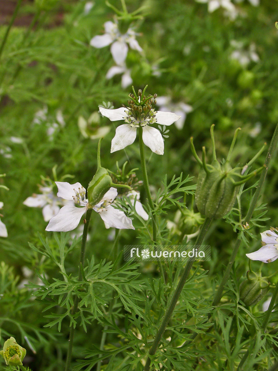 Nigella sativa - Black cumin (107694)