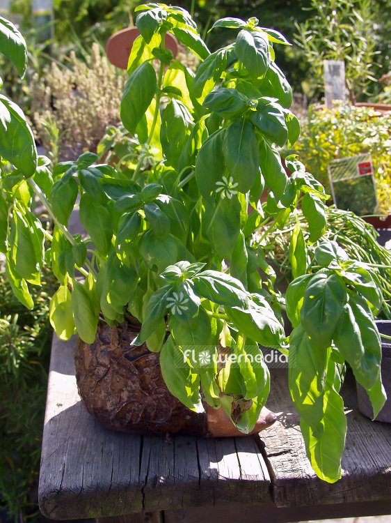 Ocimum basilicum - Sweet basil (101380)