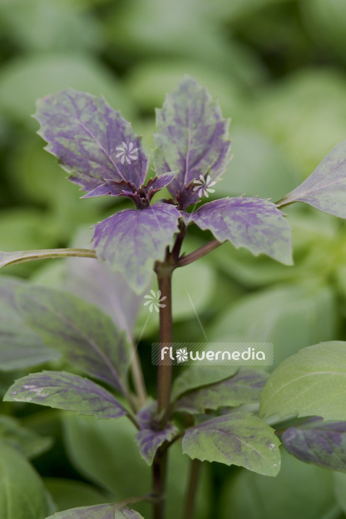 Ocimum basilicum 'Ararat' - Basil (104156)