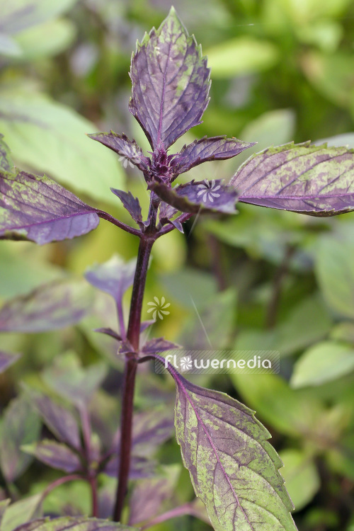 Ocimum basilicum 'Ararat' - Basil (104157)