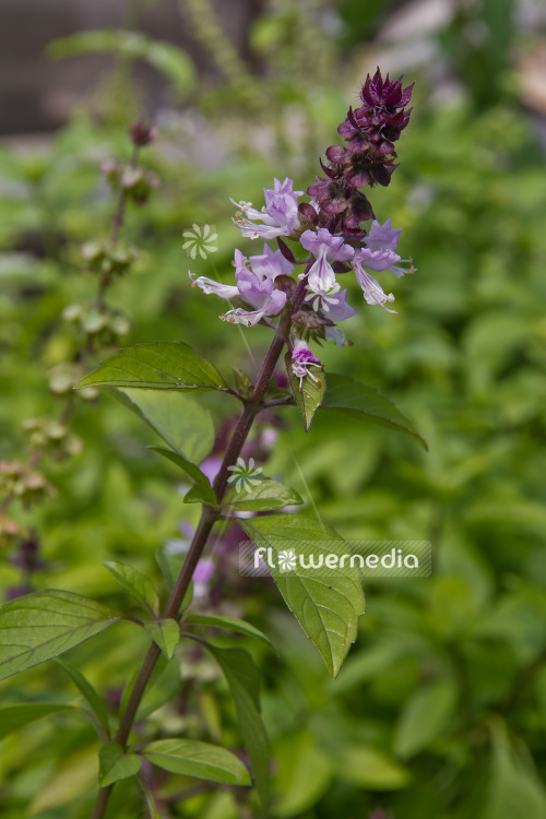 Ocimum basilicum 'Cinnamon' - Cinnamon basil (104158)