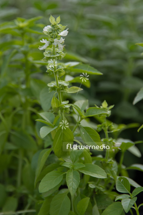 Ocimum basilicum 'French Basil' - French basil (104160)