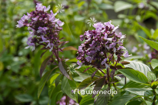 Ocimum basilicum 'Horapha' - Thai basil (104162)