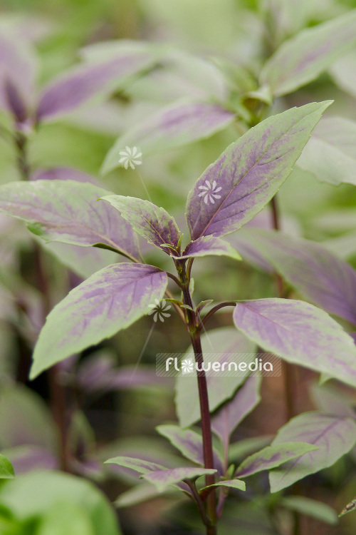 Ocimum basilicum 'New Guinea' - Basil (104163)