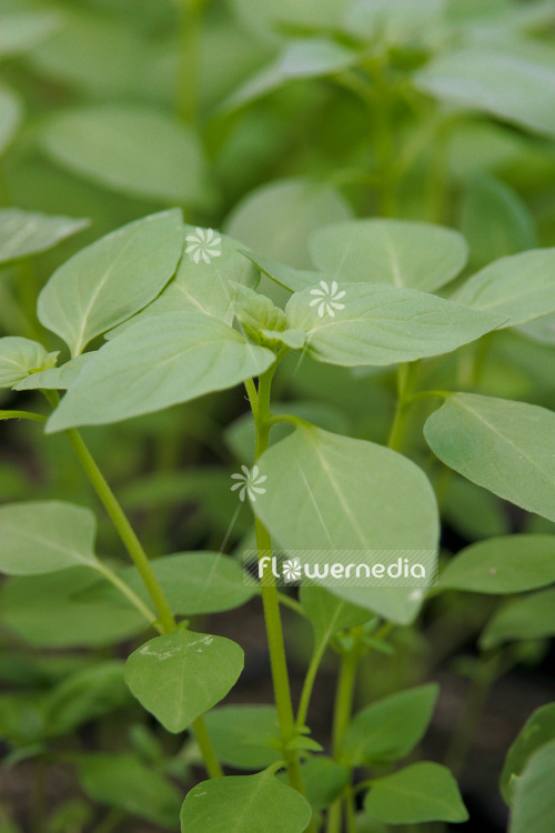 Ocimum basilicum 'Sweet Dani' - Lemon basil (104166)