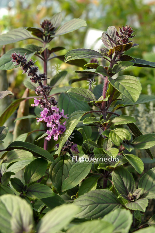 Ocimum x africanum 'African Blue' - African basil (104172)