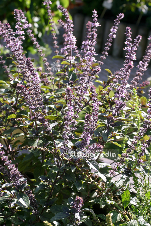 Ocimum x africanum 'African Blue' - African basil (104173)