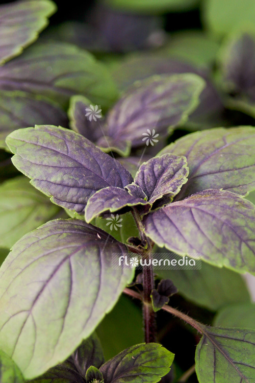 Ocimum x africanum 'African Blue' - African basil (104177)