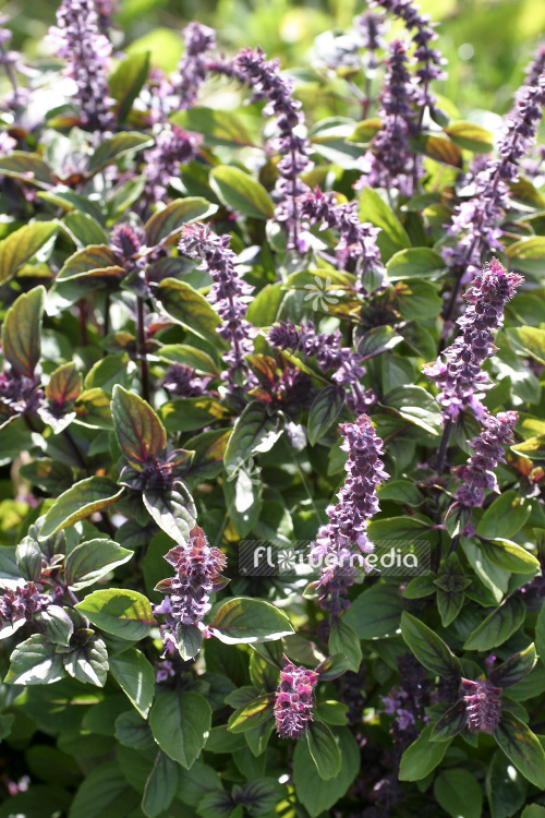 Ocimum x africanum 'African Blue' - African basil (104179)