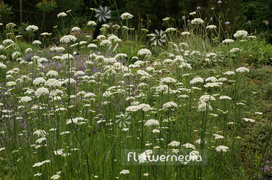 Oenanthe silaifolia - Narrow-leaved water dropwort (104183)