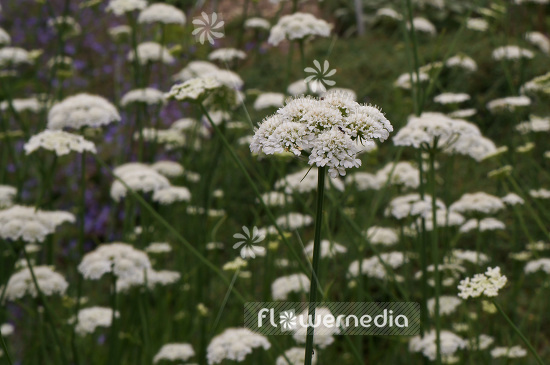 Oenanthe silaifolia - Narrow-leaved water dropwort (104184)