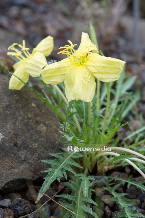 Oenothera acaulis var. aurea - Evening primrose (111021)