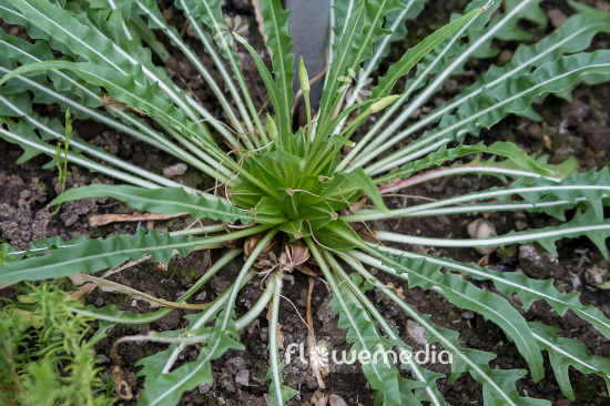Oenothera flava - Evening primrose (111027)