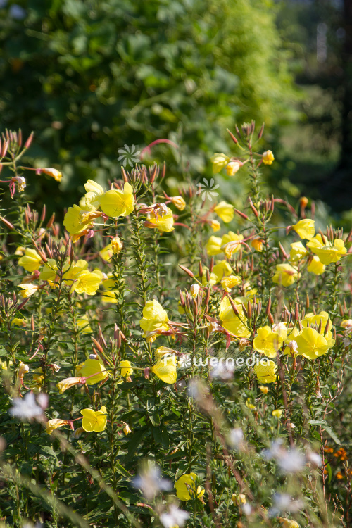 Oenothera glazioviana - Large-flowered evening-primrose (111029)