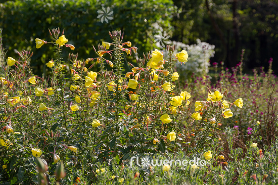 Oenothera glazioviana - Large-flowered evening-primrose (111032)
