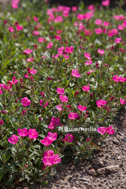 Oenothera kunthiana - Pink evening primerose (111035)