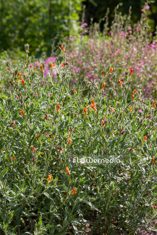 Oenothera mollissima - Evening primrose (111040)