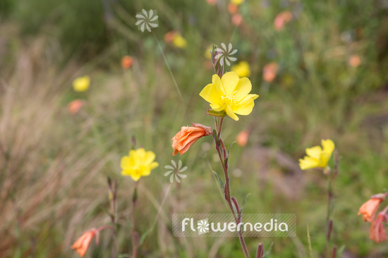 Oenothera odorata - Fragrant evening primrose (111041)