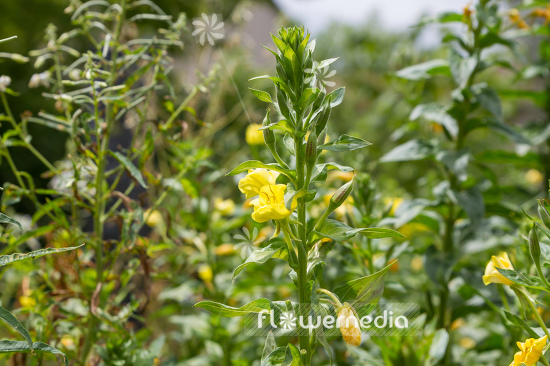 Oenothera parviflora - Evening primrose (111043)